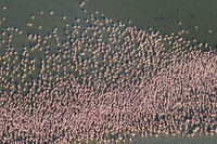 Flamingos