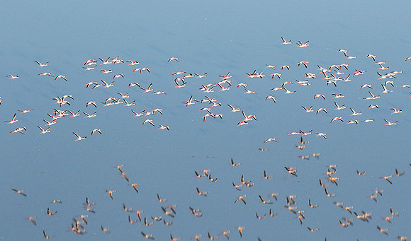 Helicopter flight over Sua Pan - Makgadikgadi