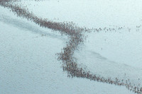 Helicopter flight over Sua Pan - Makgadikgadi