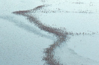Helicopter flight over Sua Pan - Makgadikgadi