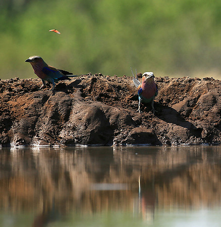 Lilac-breasted roller - Mashatu game reserve
