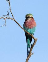 Lilac breasted roller - Delta of Okavango