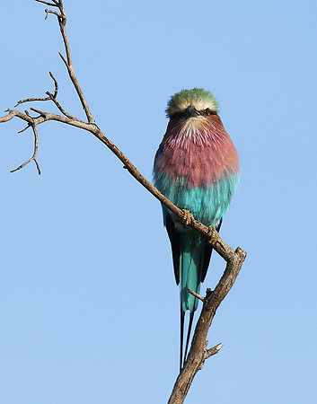 Lilac breasted roller - Delta of Okavango