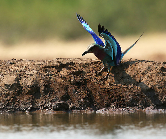 Lilac-breasted roller - Mashatu game reserve