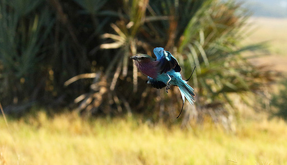 Lilac-breasted roller - Moremi game reserve