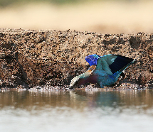 Lilac-breasted roller - Mashatu game reserve