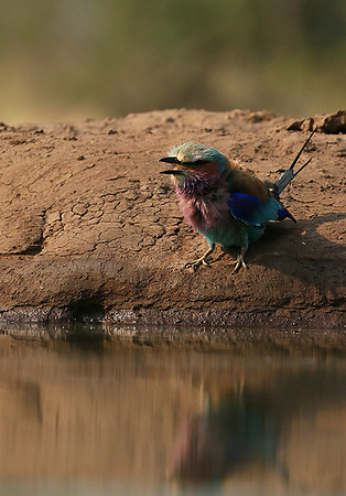 Lilac-breasted roller - Mashatu game reserve