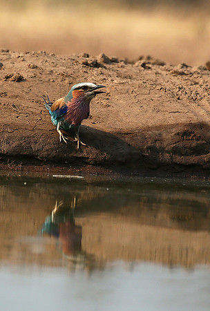 Lilac-breasted roller - Mashatu game reserve