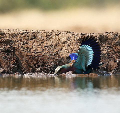 Lilac-breasted roller - Mashatu game reserve
