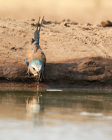 Lilac-breasted roller - Mashatu game reserve