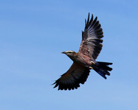 Purple roller - Abu concession