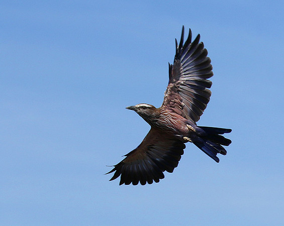 Purple roller - Abu concession