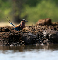Lilac-breasted roller - Mashatu game reserve