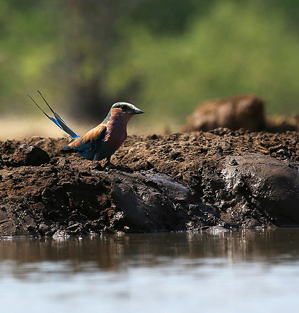 Lilac-breasted roller - Mashatu game reserve