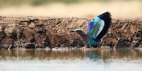 Lilac-breasted roller - Mashatu game reserve