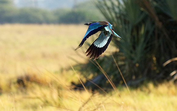 Lilac-breasted roller - Moremi game reserve