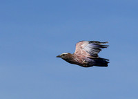 Purple roller - Abu concession
