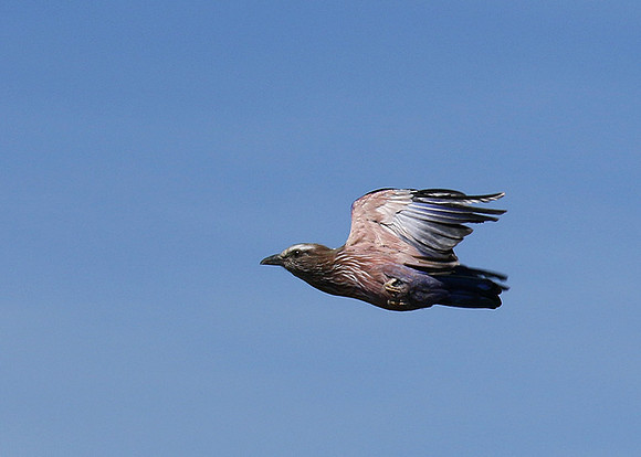 Purple roller - Abu concession
