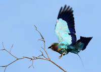 Lilac breasted roller - Delta of Okavango