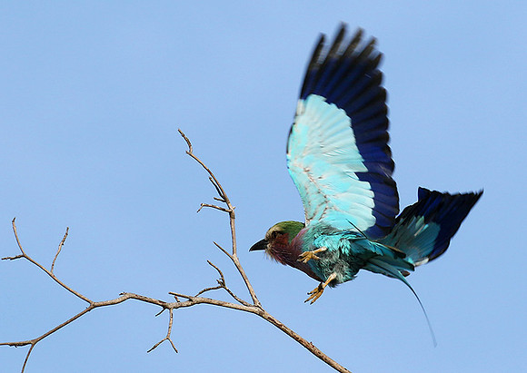 Lilac breasted roller - Delta of Okavango