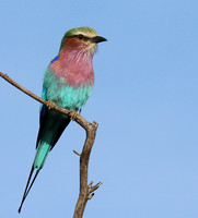 Lilac breasted roller - Delta of Okavango