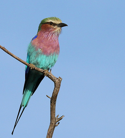 Lilac breasted roller - Delta of Okavango