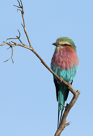 Lilac breasted roller - Delta of Okavango