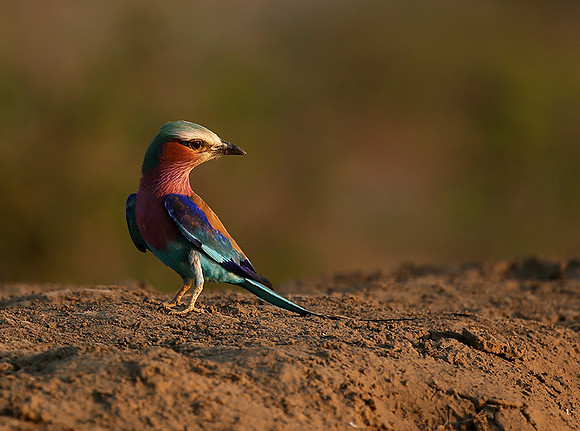 Lilac-breasted roller - Mashatu game reserve