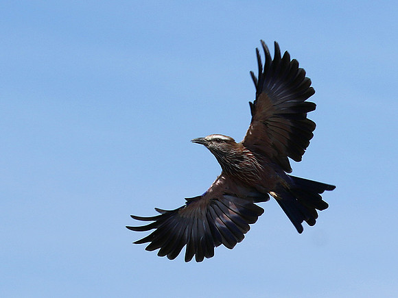 Purple roller - Abu concession