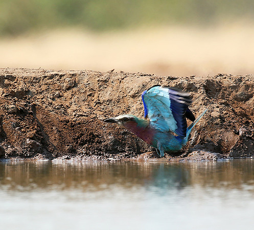 Lilac-breasted roller - Mashatu game reserve