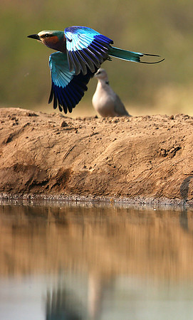 Lilac-breasted roller - Mashatu game reserve