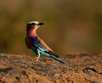 Lilac-breasted roller - Mashatu game reserve
