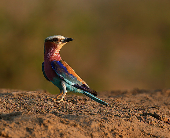 Lilac-breasted roller - Mashatu game reserve
