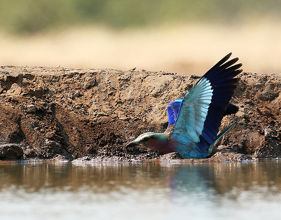 Lilac-breasted roller - Mashatu game reserve