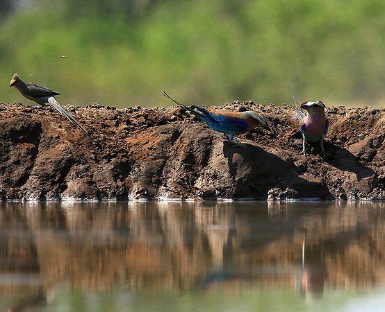 Lilac-breasted roller - Mashatu game reserve