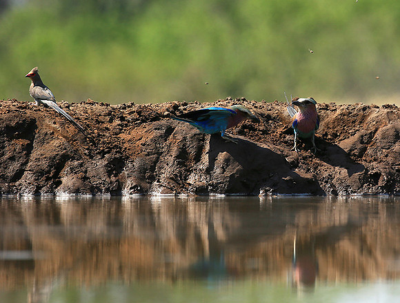 Lilac-breasted roller - Mashatu game reserve