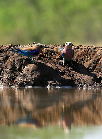 Lilac-breasted roller - Mashatu game reserve