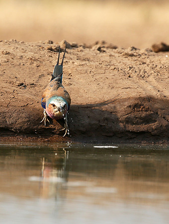 Lilac-breasted roller - Mashatu game reserve