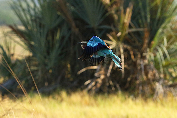 Lilac-breasted roller - Moremi game reserve
