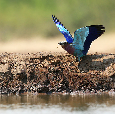 Lilac-breasted roller - Mashatu game reserve