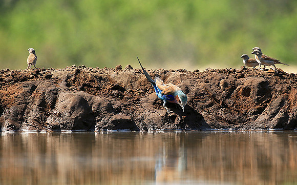 Lilac-breasted roller - Mashatu game reserve