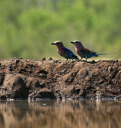 Lilac-breasted roller - Mashatu game reserve