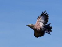Purple roller - Abu concession