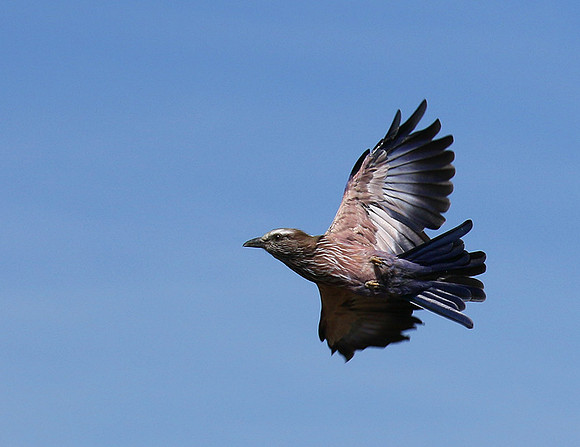 Purple roller - Abu concession