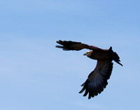 Purple roller - Abu concession