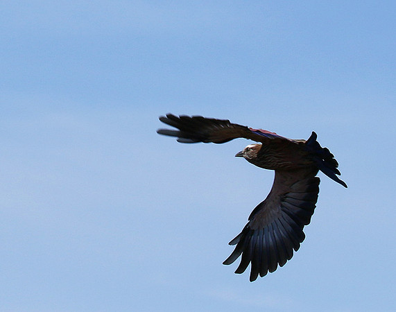 Purple roller - Abu concession