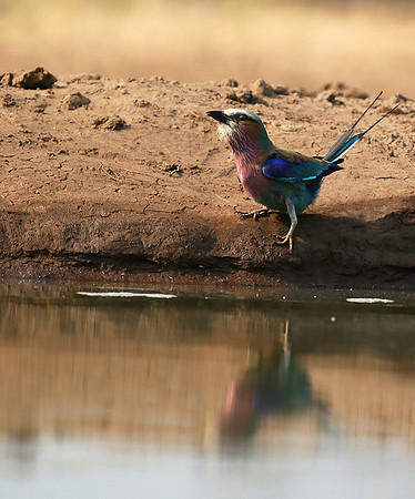 Lilac-breasted roller - Mashatu game reserve