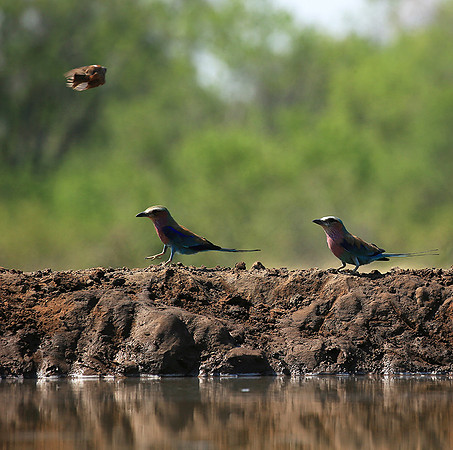 Lilac-breasted roller - Mashatu game reserve
