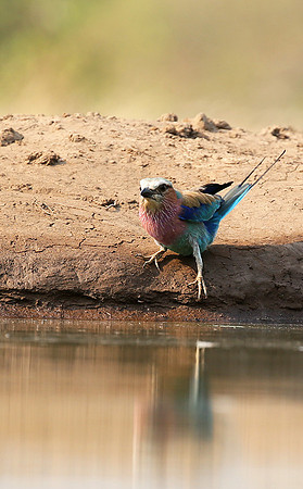 Lilac-breasted roller - Mashatu game reserve