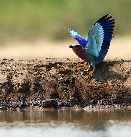 Lilac-breasted roller - Mashatu game reserve